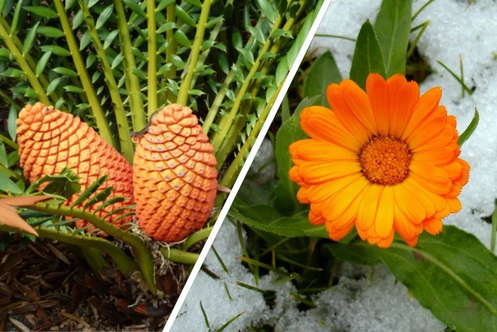 Angiosperms Vs Gymnosperms : How Are They Different?