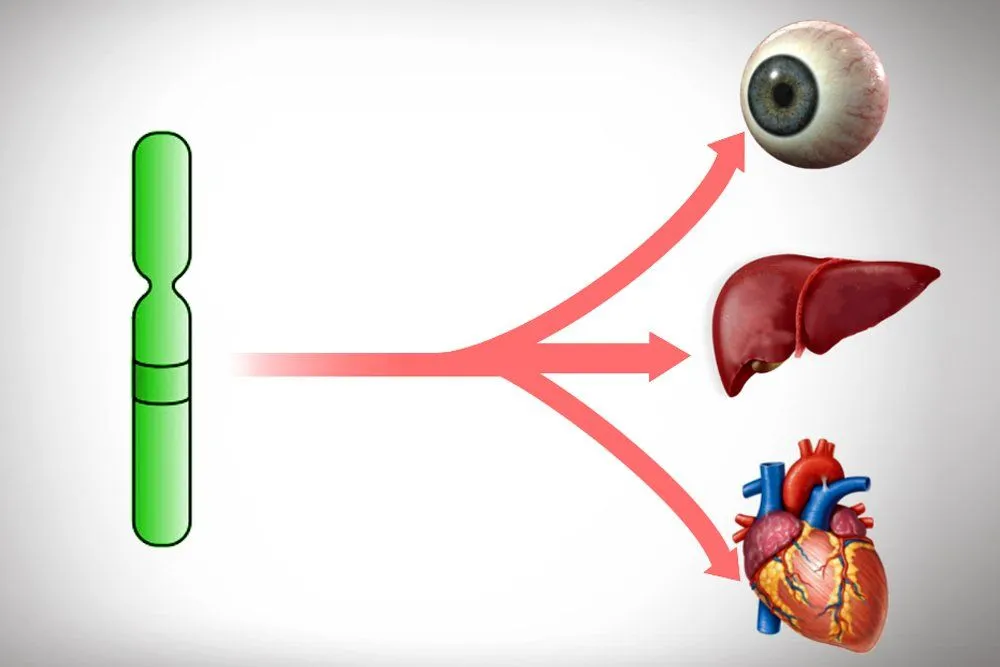 Pleiotropy: Definition, Examples And Simple Explanation