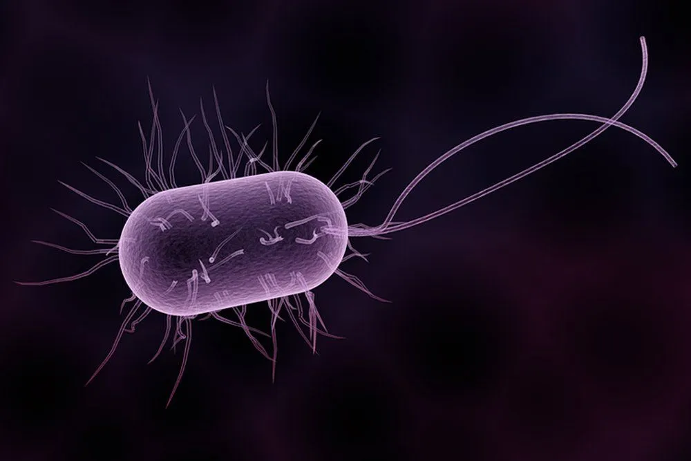 Bacteria: Definition, Types, Shapes & Structure