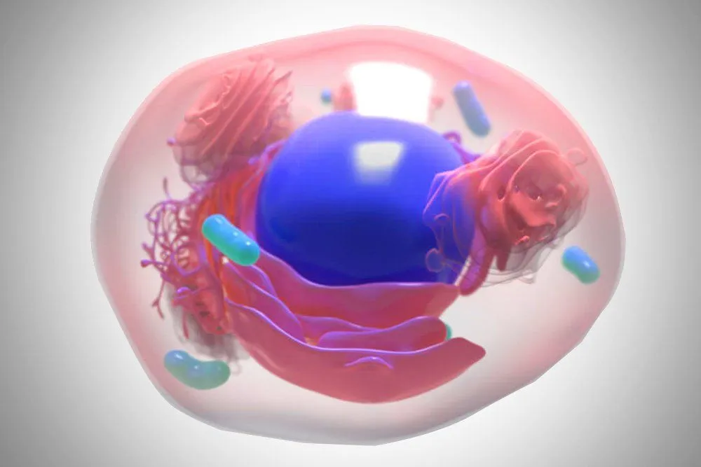 Nucleoplasm: Definition, Composition, And Function