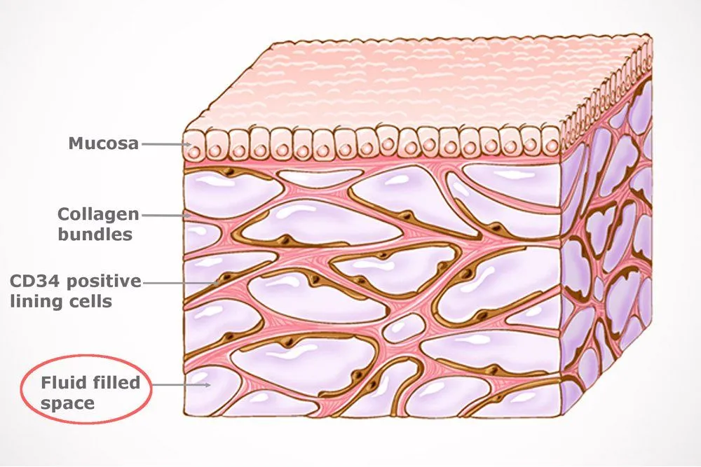 New Organ Found - Interstitium! What Is It? Where Is It Located?