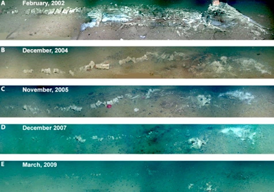 whale fall stage of decomposition