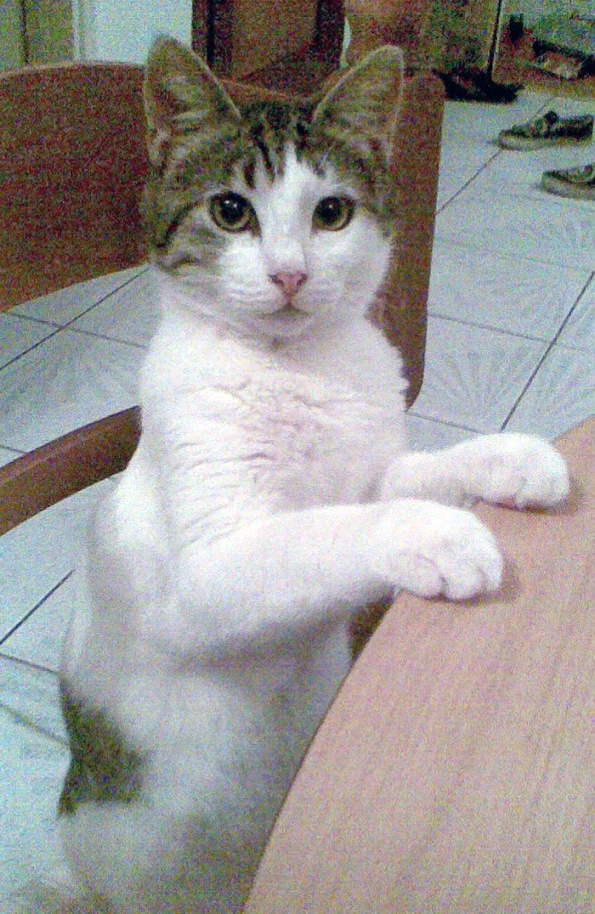 Aegean crossbreed cat