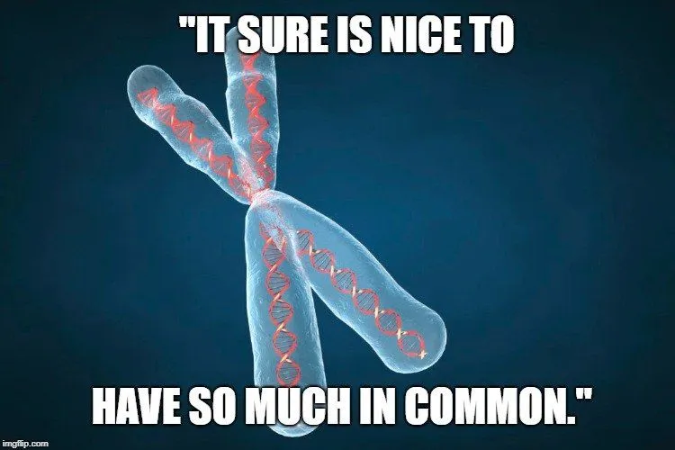 It sure is nice to meme