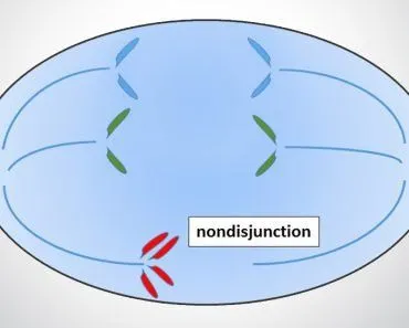 Nondisjunction