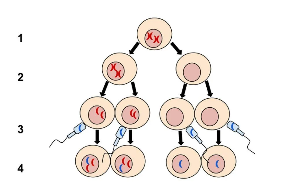 Nondisjunction in Meiosis I1