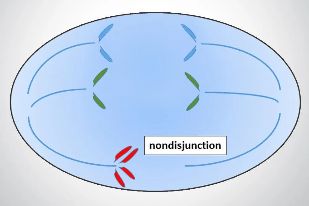 Nondisjunction: Definition, Explanation, Causes, And Effects