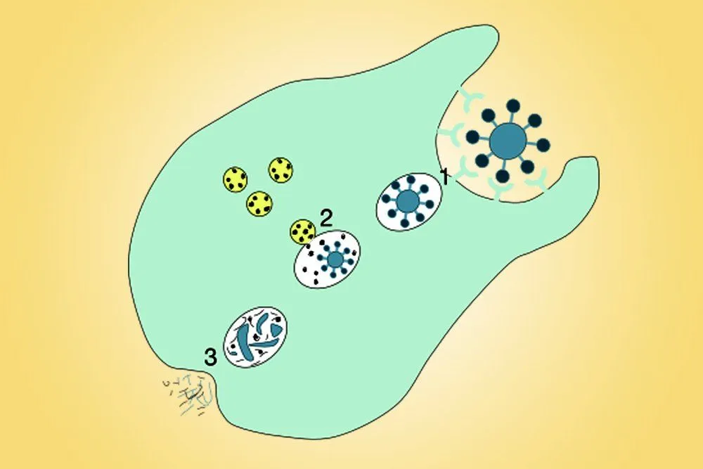 Phagocytosis: Definition, Steps, Types And A Simple Explanation