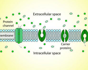active and passive transport