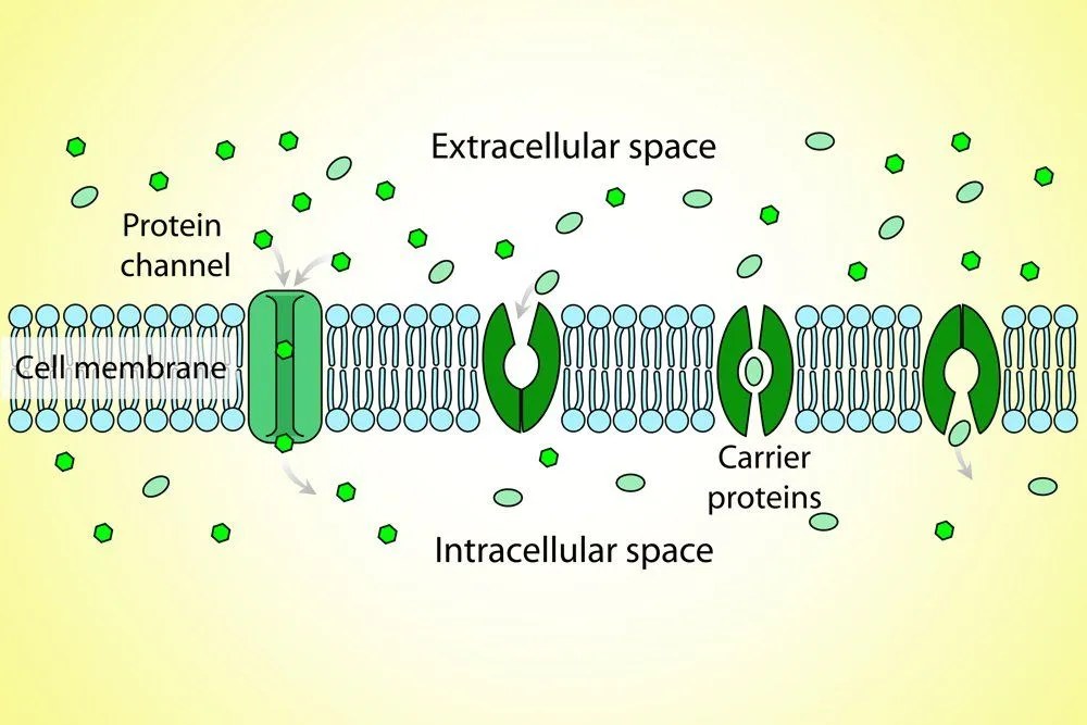 Active Vs Passive Transport In The Plasma Membrane