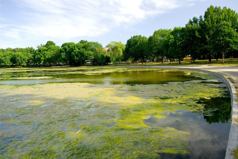 Algae: Definition, Types, Characteristics &Amp; Reproduction