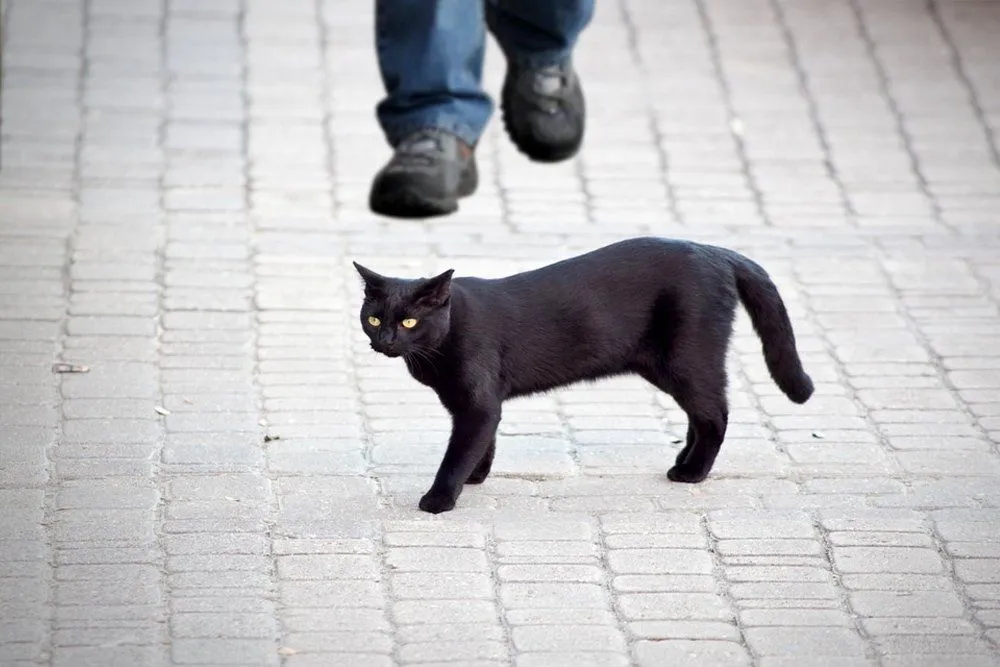Black Cat Superstition: Does A Black Cat Crossing Path Influence Your Luck?