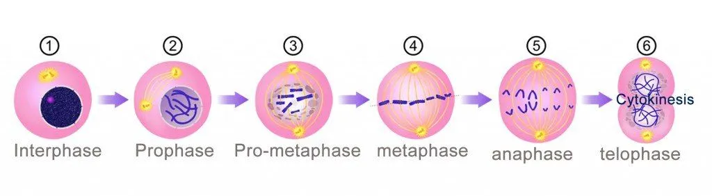 cell division phase