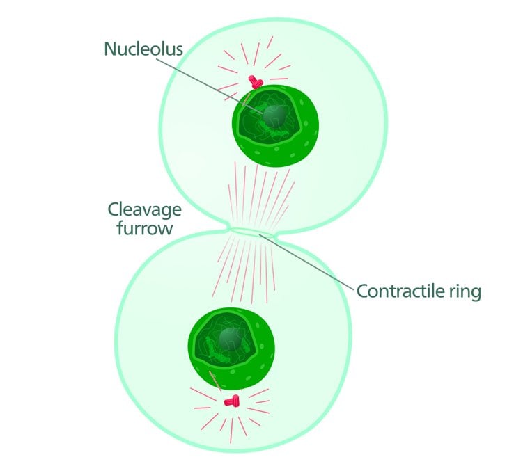 Cleavage furrow forming during cytokinesis
