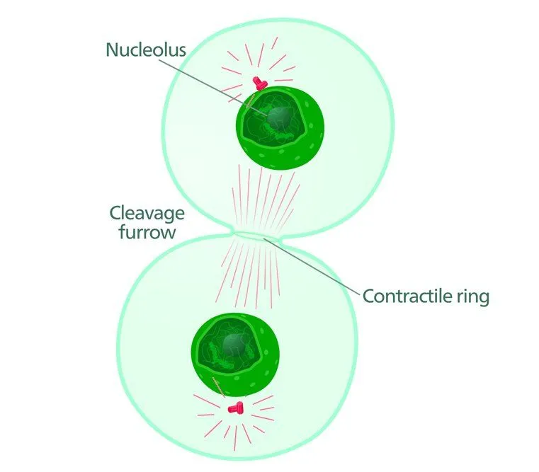 Cleavage furrow forming during cytokinesis