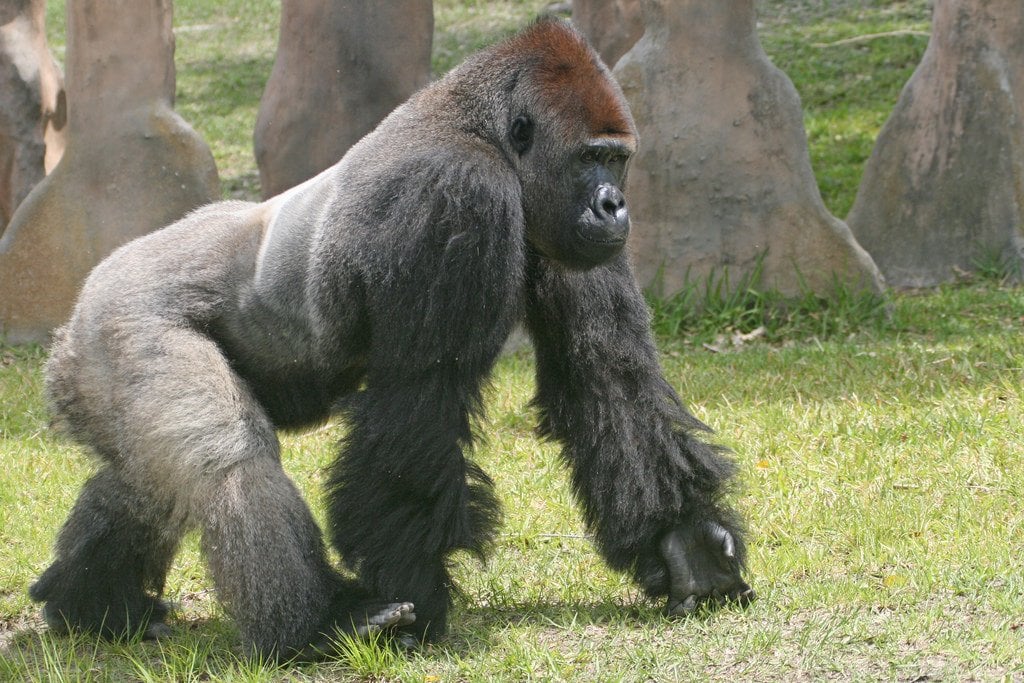 gorilla