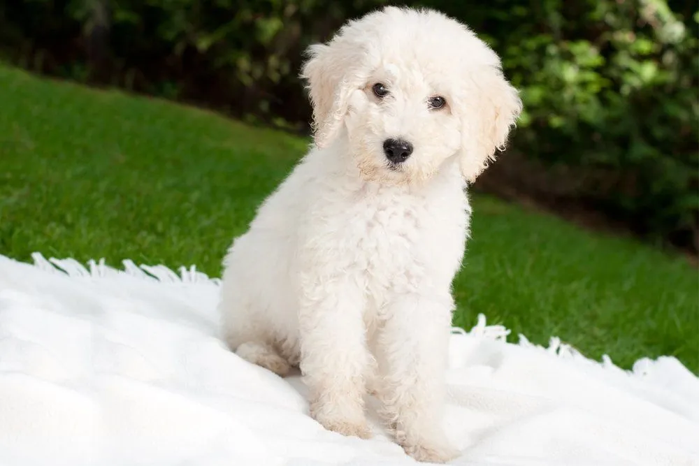 Crossbreed & Cross Breeding: Definition, Examples, Challenges & Future