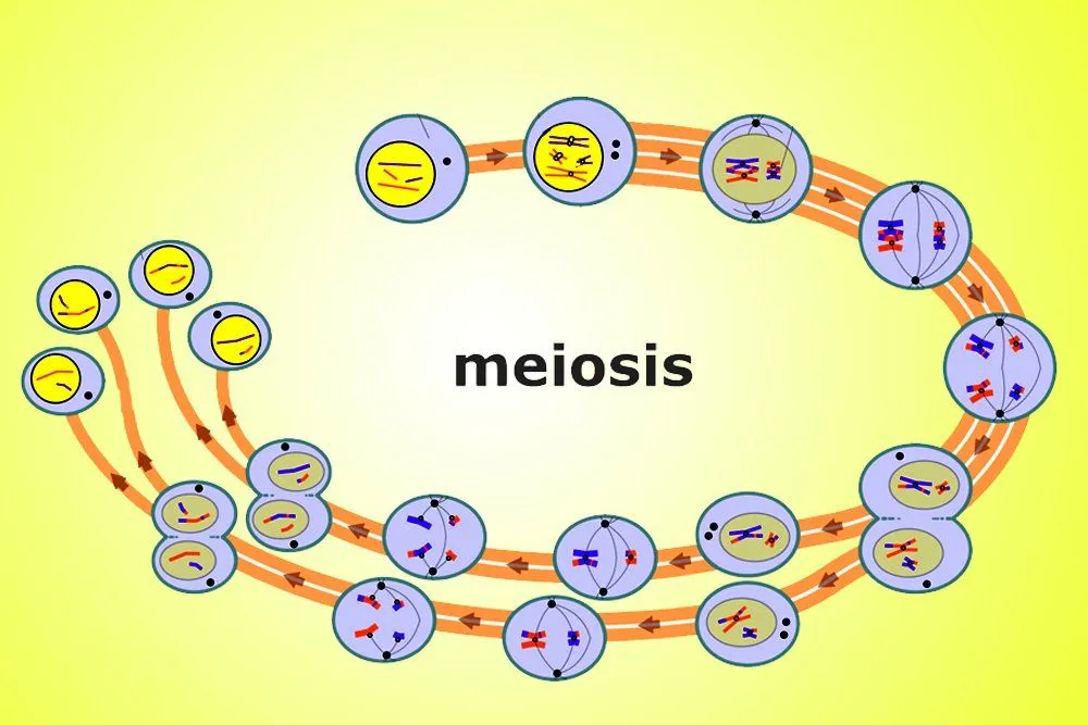 Meiosis: Definition, Stages And Importance