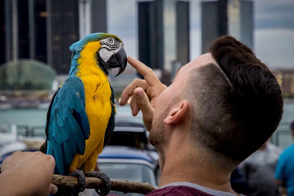 Why Can Parrots Imitate Human Sounds/Words, But Primates Can't?