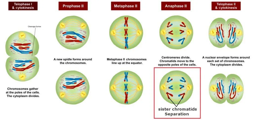 sister chromatid sepration
