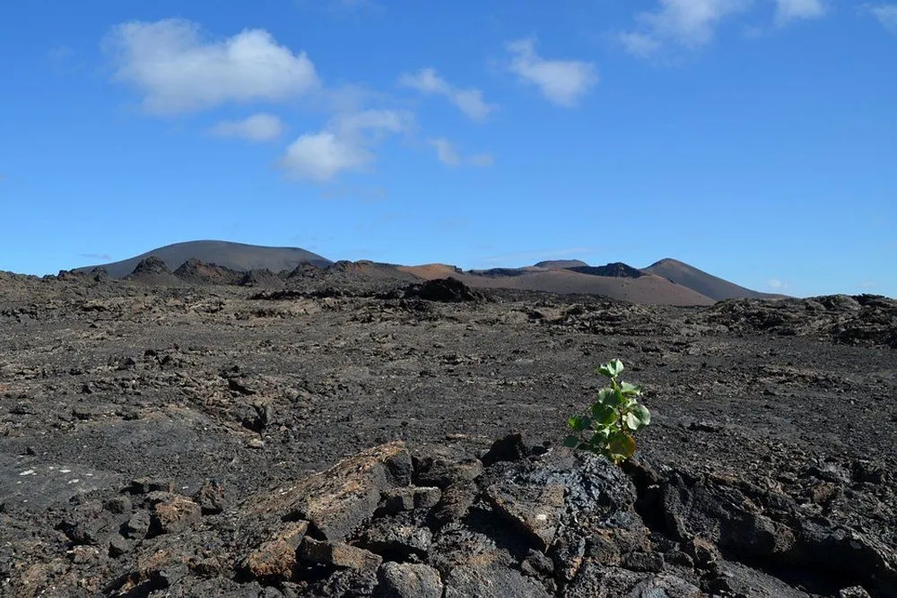 Why Is Volcanic Soil (Andisol) Very Fertile?