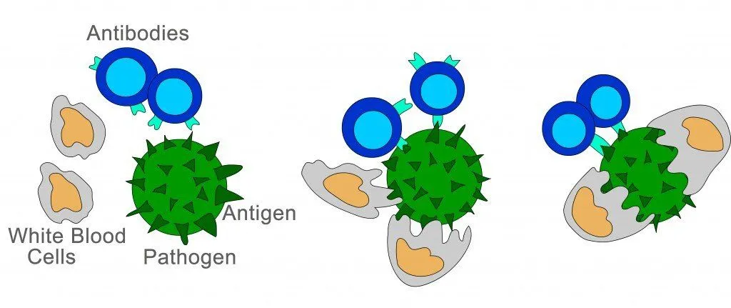 white blood cell kill pathogen