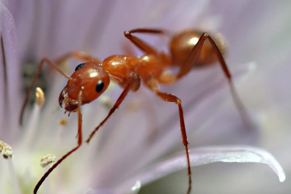 Ant Diet: What Do Ants Eat?