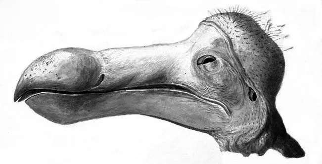 Dodo head