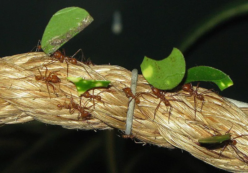 Leaf-cutter ants (Photo Credit : Arpingstone/Wikimedia Commons)
