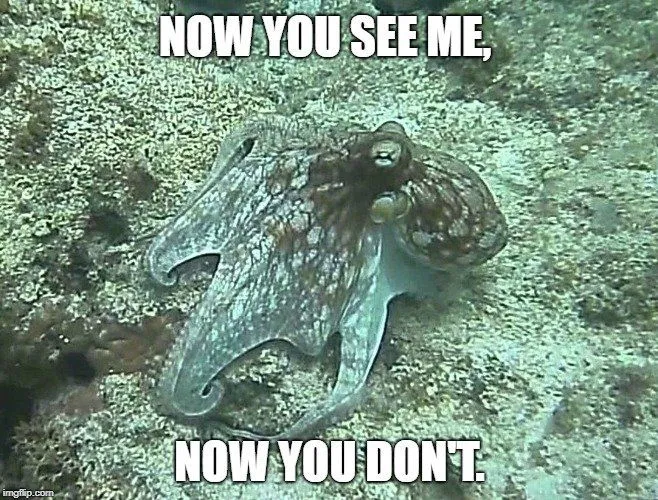 Now you see me meme