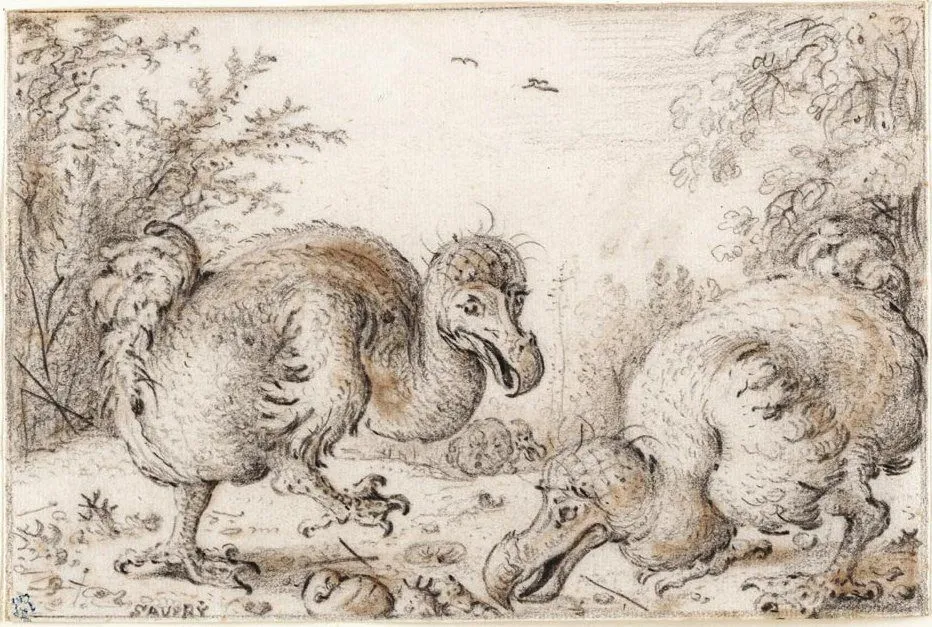 Roelant Savery sketch of dodos, Courtesy: Crocker Art Gallery (Photo Credit : Wikimedia Commons)