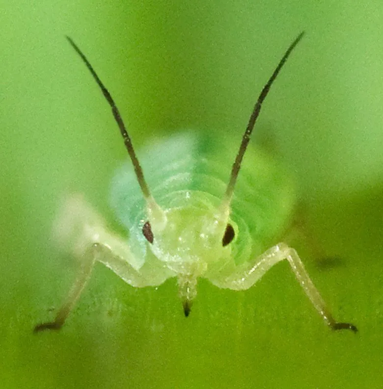 Aphid—an insect that produces honeydew (Photo Credit : Kent Loeffler/Wikimedia Commons)