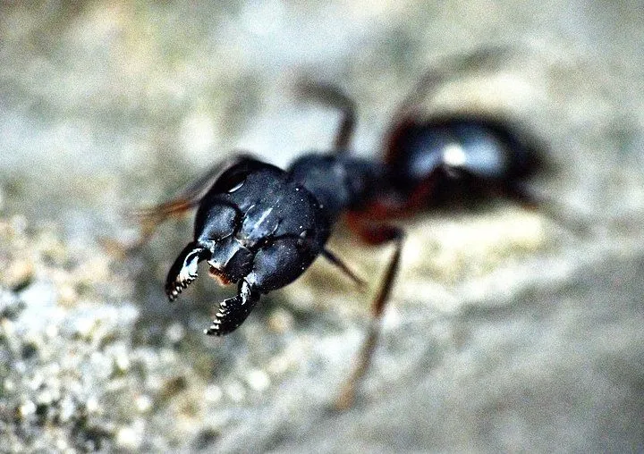 black-ant