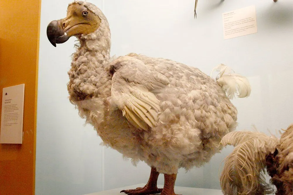 Dodo Bird Extinction: How Did The Dodo Bird Went Extict?