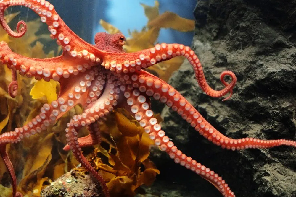 Octopus Intelligence: How Smart Is An Octopus?