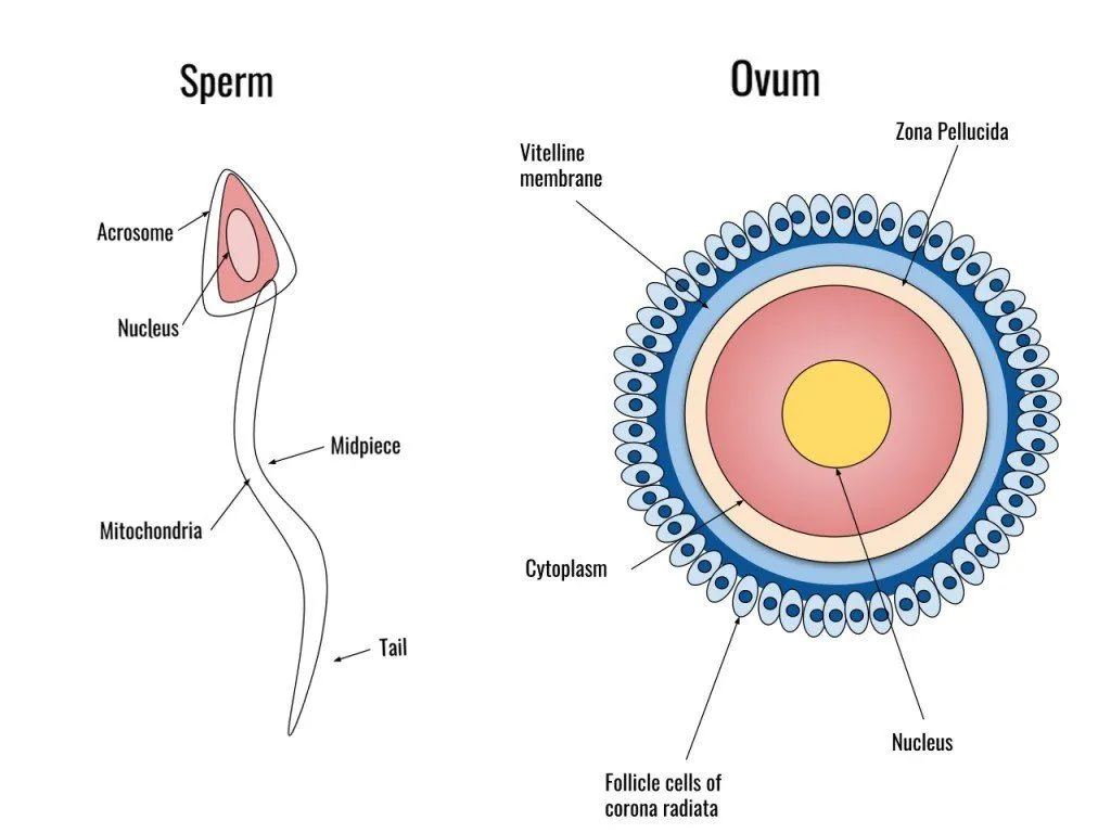 sperm and egg