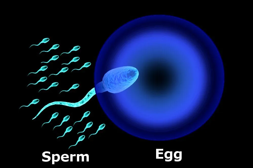 sperm and egg