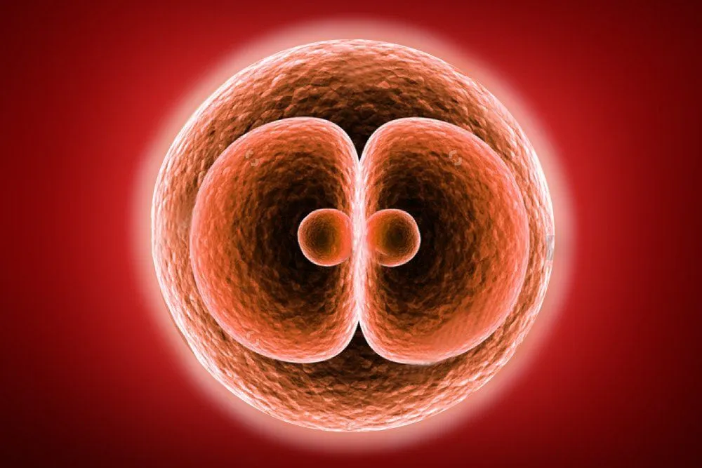 What Is A Zygote? How Is It Different From An Embryo?