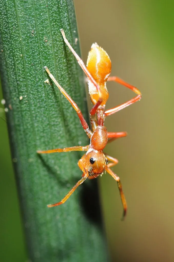 Kerengga_Ant-like_Jumper_(Myrmarachne_plataleoides),_female_(8406049304)