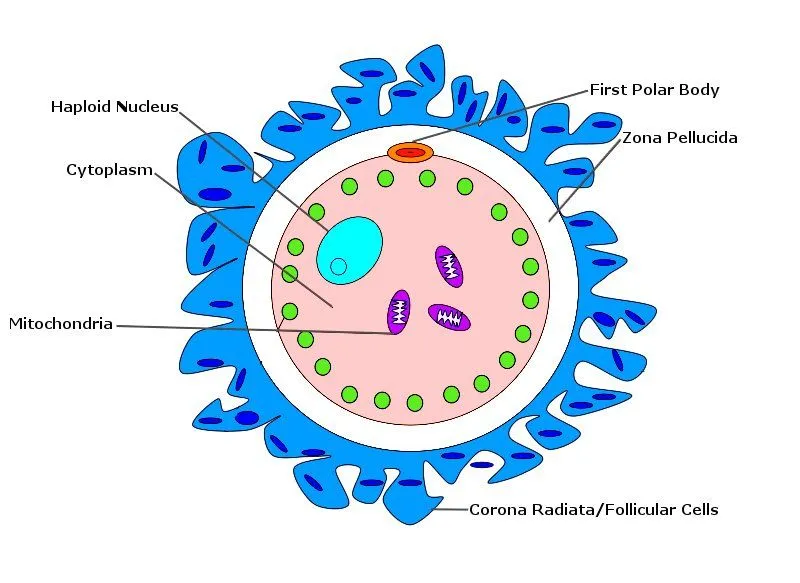 Ovum_Diagram