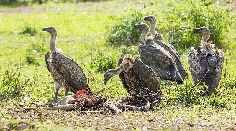 Why Don't Vultures Get Sick After Eating Rotten Flesh?
