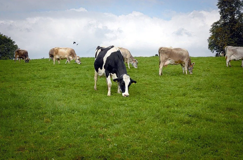 cow