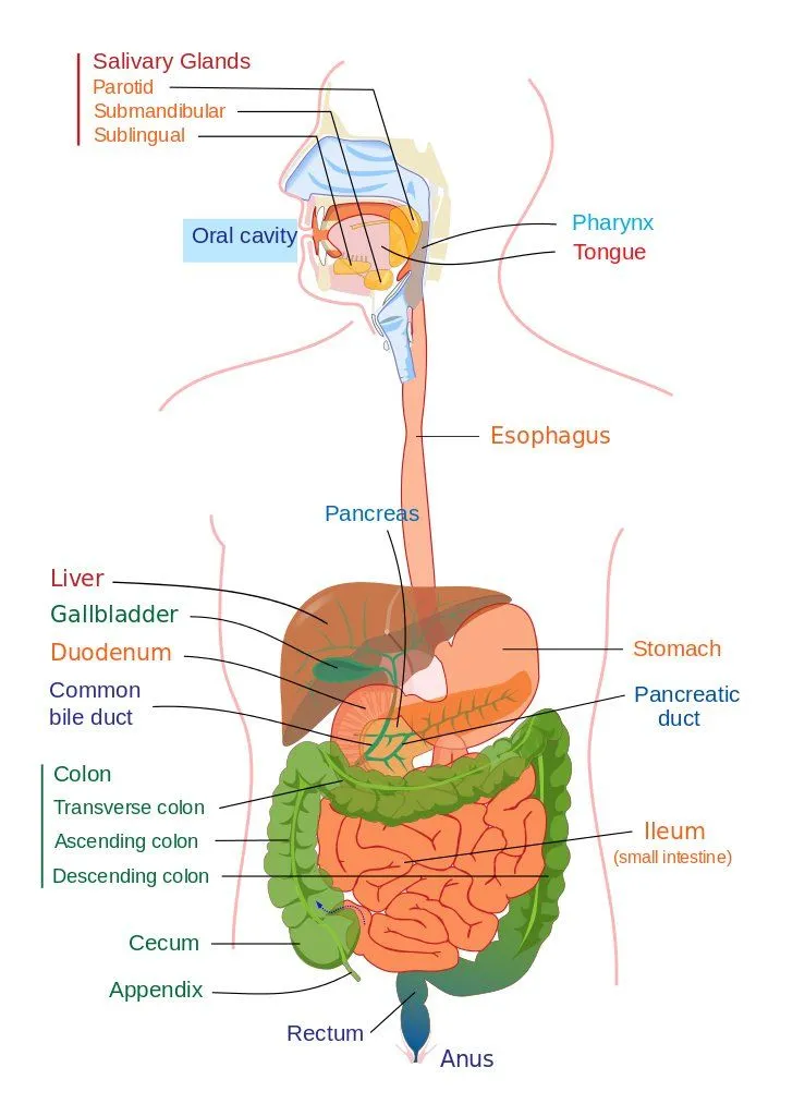 digestive system