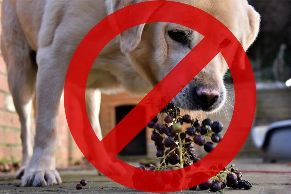 Grapes And Dogs: Can Dogs Eat Grapes? Are Grapes Bad For Dogs?