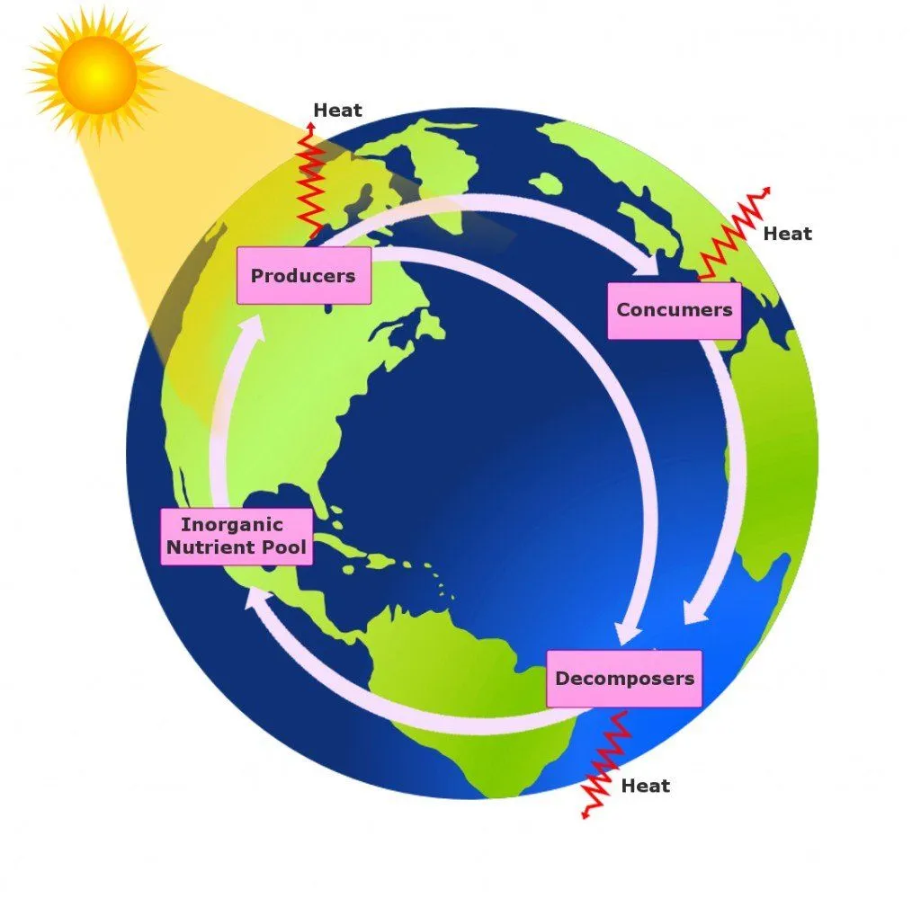 What Are Biogeochemical Cycles?