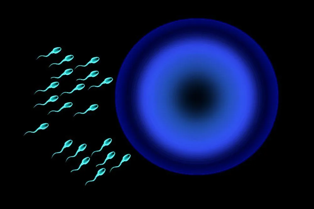 Gamete: Definition, Formation And A Simple Explanation