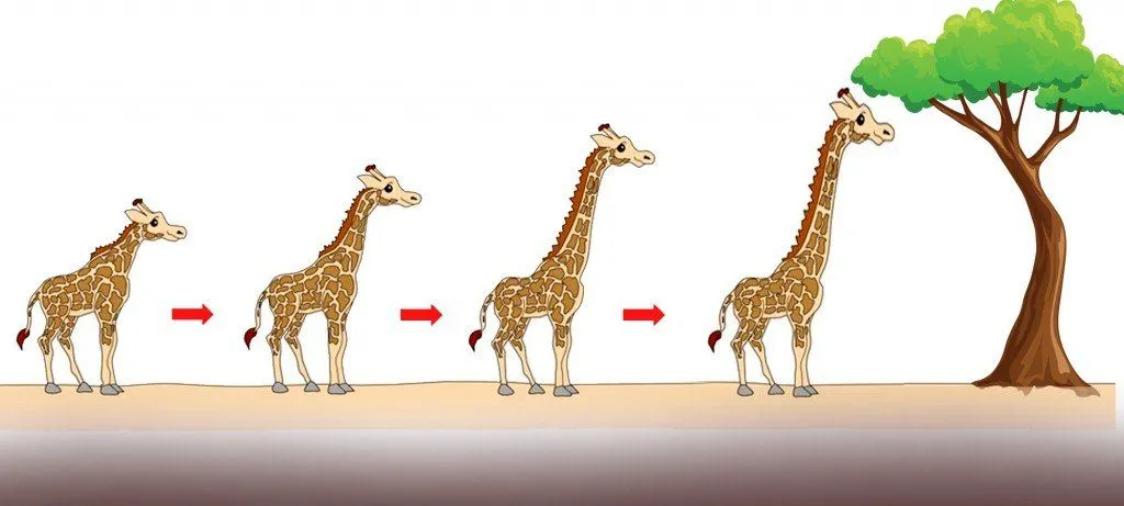 Why Do Giraffes Have Long Necks?