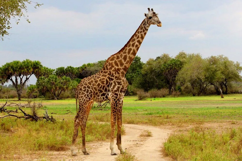 Giraffe Neck: Why Do Giraffes Have Long Necks?