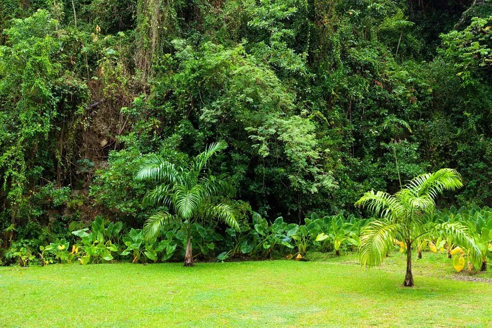 Autotroph: Definition, Classification, And Examples