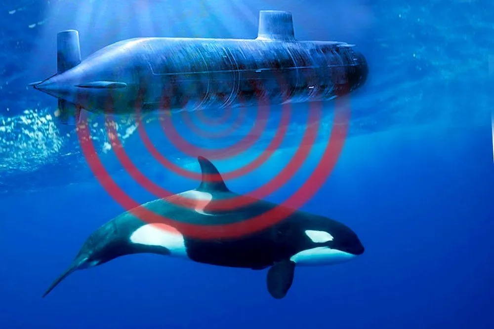Military Sonar And Its Effect On Whales